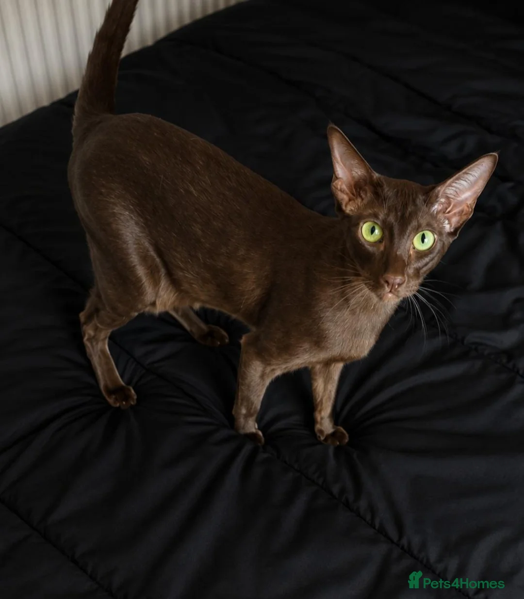 Oriental cats for sale: Chocolate Oriental (Havana Brown) - Advert 1