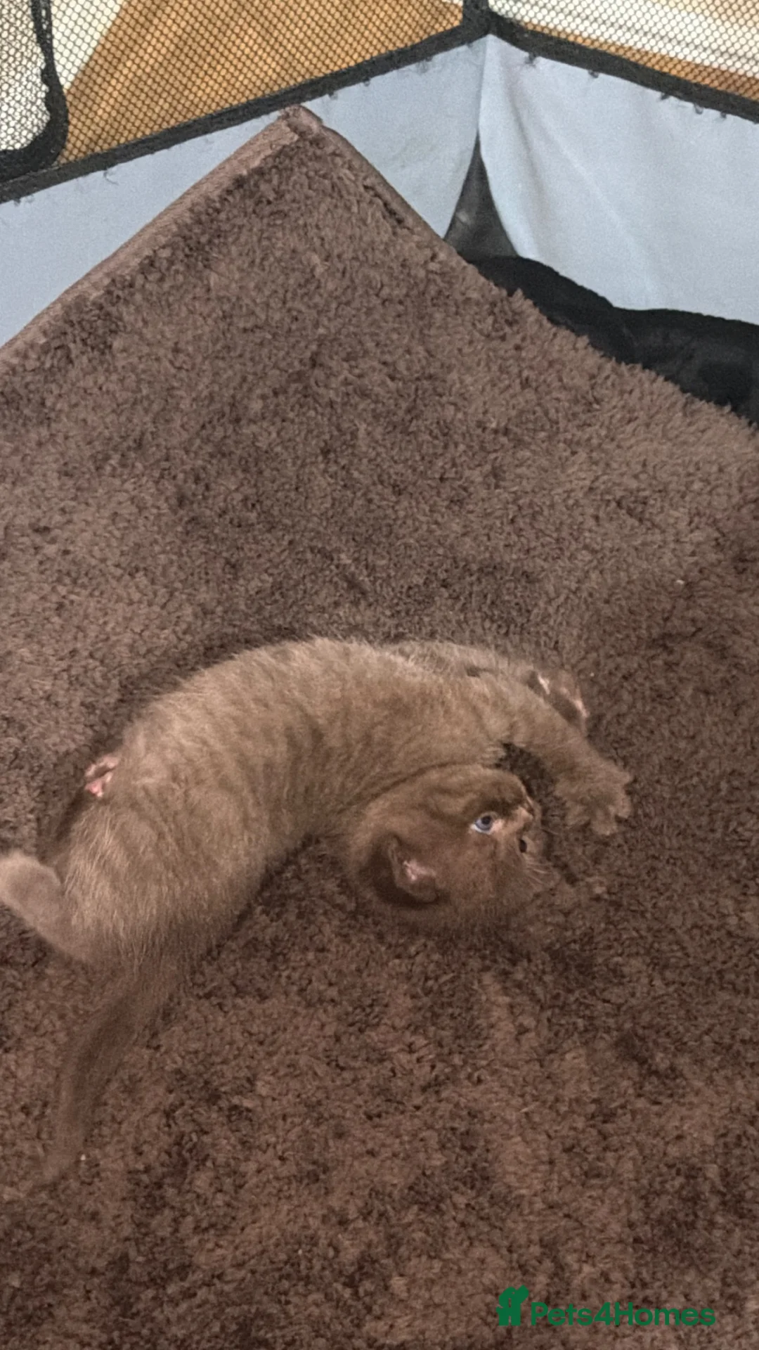 British Shorthair cats for sale: Beautiful 5 British shorthair kittens - Advert 17