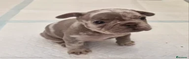 French Bulldog blue merle 
