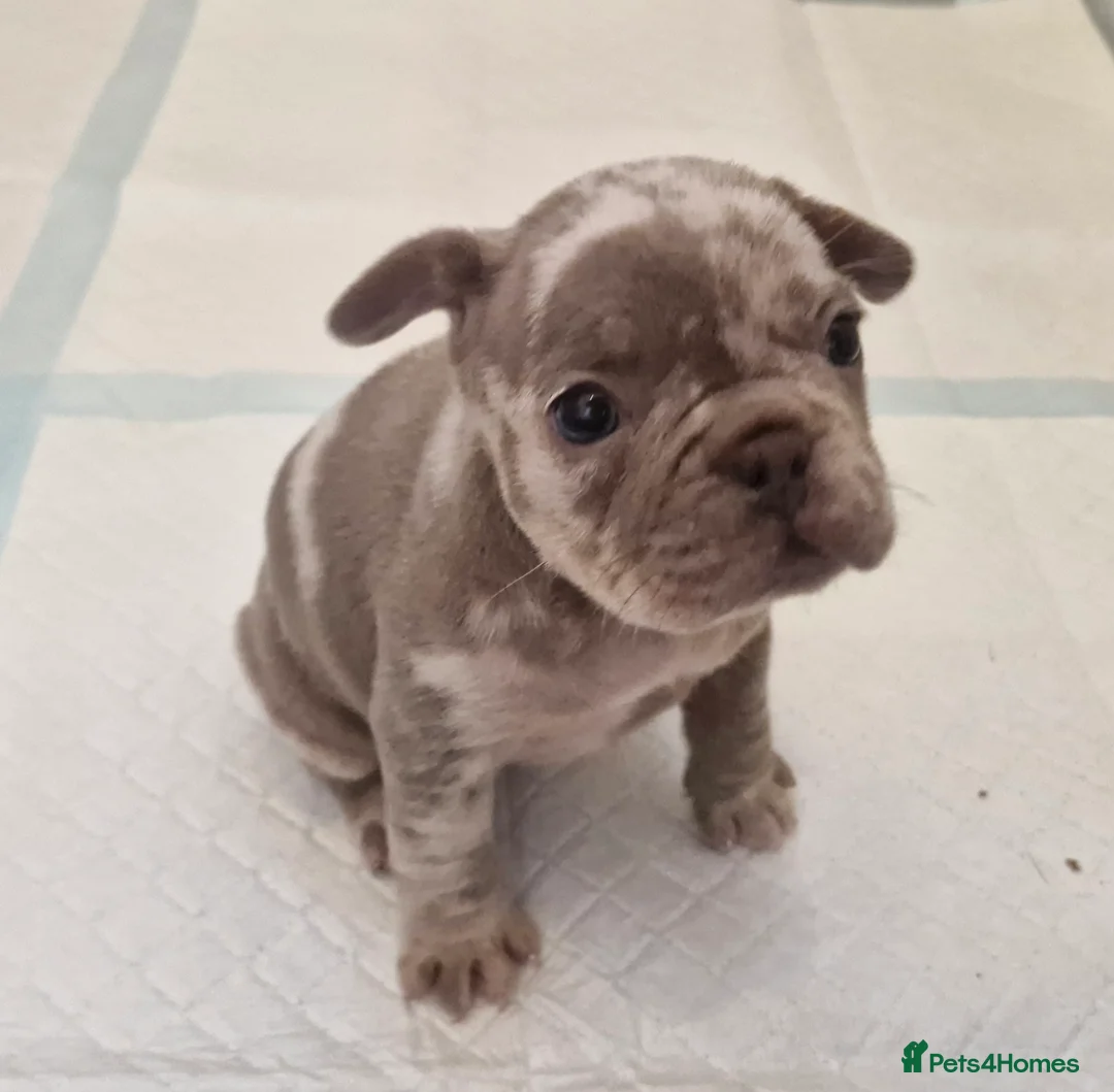 French Bulldog dogs for sale: Stunning dwkc merle french bulldogs  - Advert 18