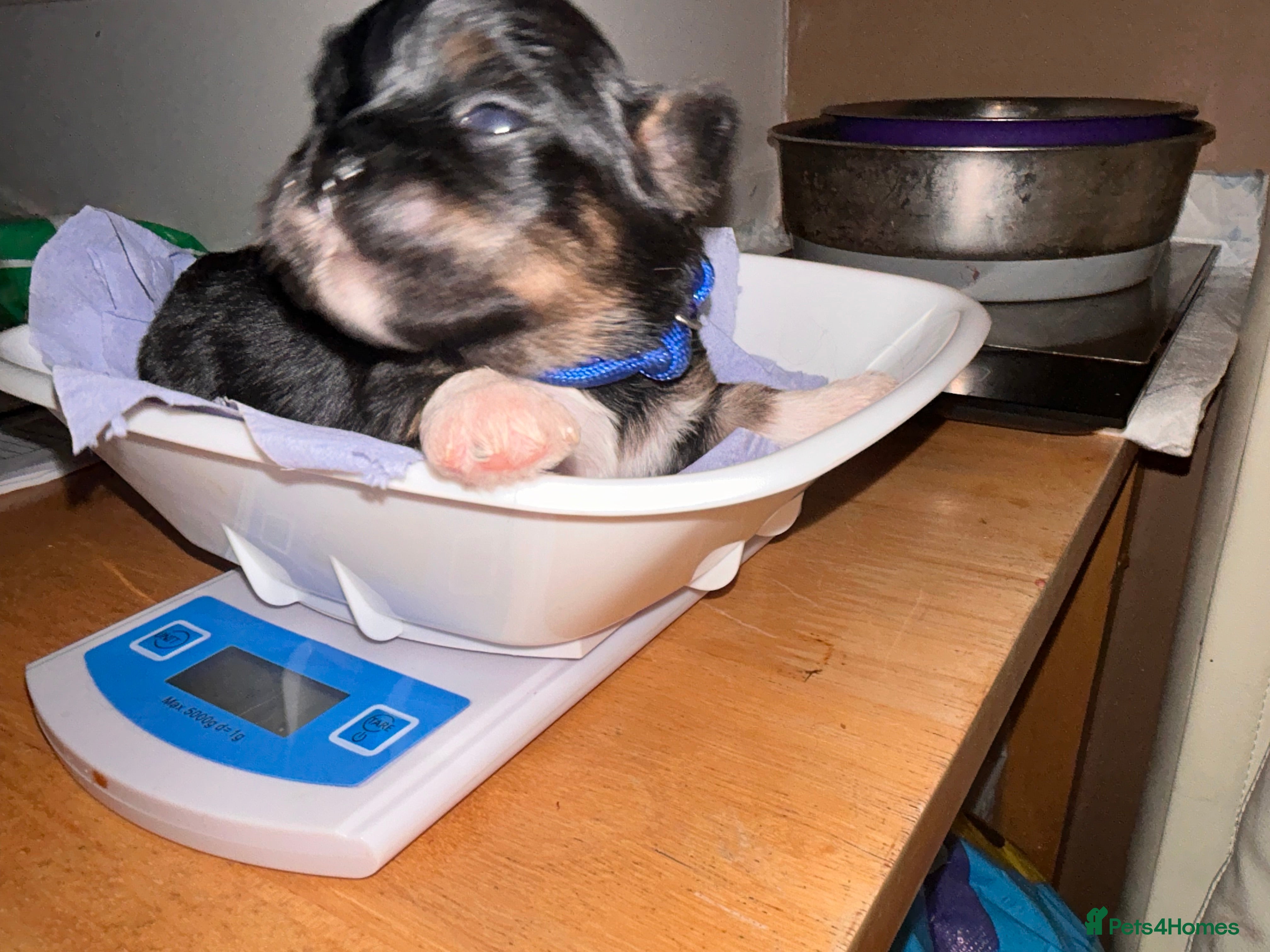 Lhasa Apso dogs KC reg Lhasa Apso PUPS Born 26th Feb  - Advert 10