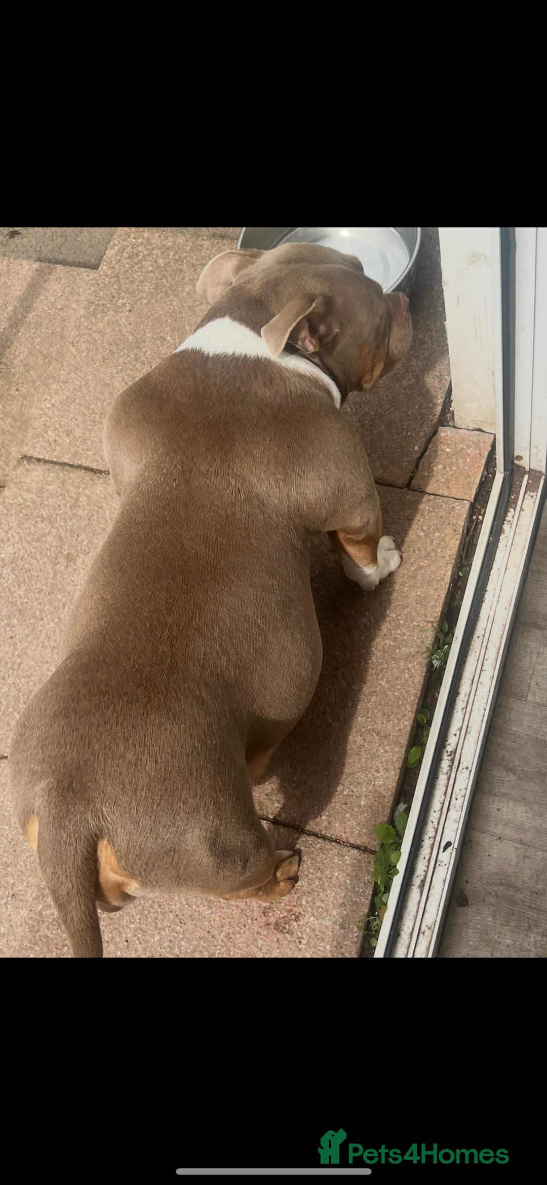 American Bully dogs for sale: RemmyXHienz litter 6 beautiful puppies  - Image 16