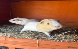 Guinea Pig rodents for sale: 2 Male Guinea Pigs & Hutch - Image 1