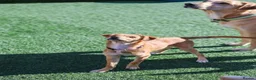 Mixed Breed dogs for adoption: Trudy - Advert 20