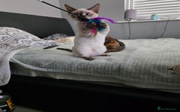 Bengal cats for sale:  CHAMPION LINE Top Quality Bengal -DNA Tested - Image 12