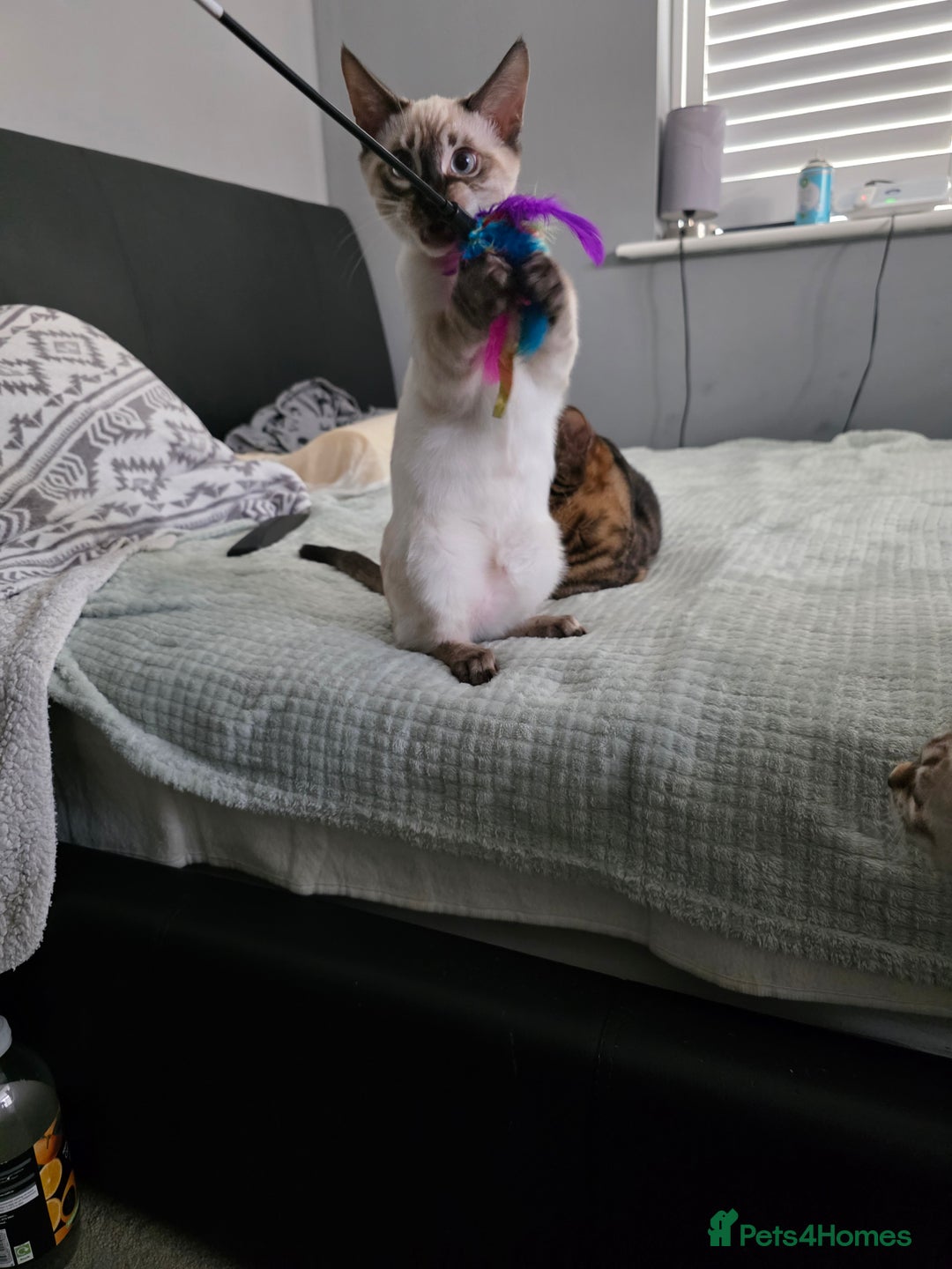 Bengal cats for sale:  CHAMPION LINE Top Quality Bengal -DNA Tested - Image 12