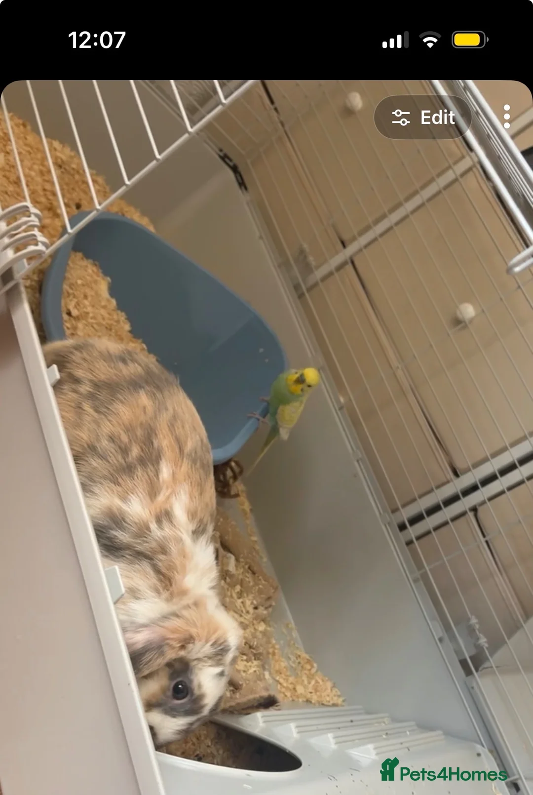Mini Lop rabbits for sale: Beautiful boy mini lop rabbit  in Tipton - Advert 1