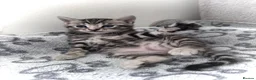 Bengal cats for sale: Mixed Bengal Kittens - Advert 14