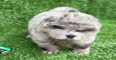 Chow Chow dogs - Advert 2