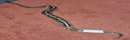 Python Snake reptiles for sale: 5yo Pied Royal Python - Advert 4