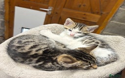Bengal cats for sale: Stunning Bengal Kittens - Image 7