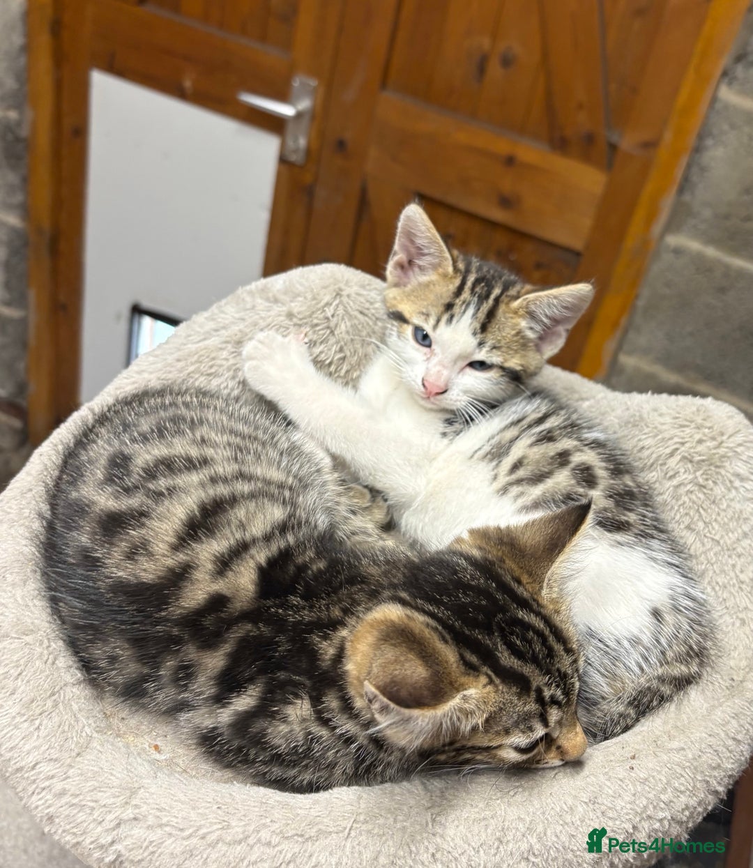 Bengal cats for sale: Stunning Bengal Kittens - Image 7