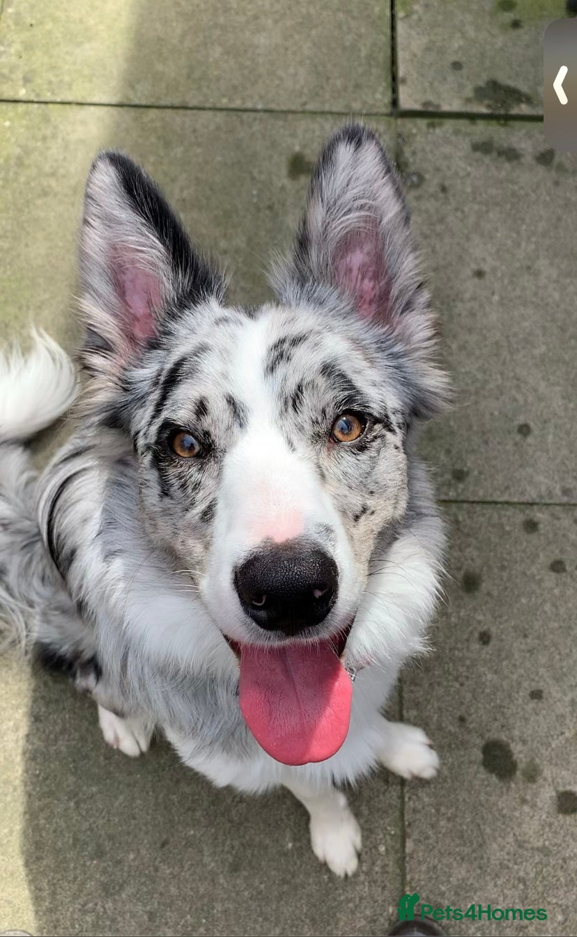 Border Collie dogs PROVEN! STUD ONLY! Stunning Merle Border Collie. in Coventry - Advert 11
