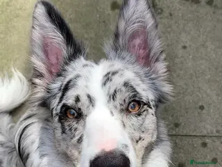 Border Collie dogs PROVEN! STUD ONLY! Stunning Merle Border Collie. in Coventry - Advert 13