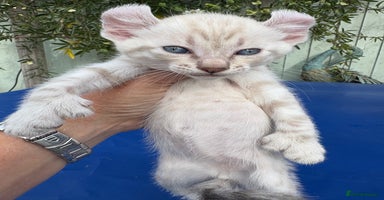 Keetso cats - Advert 6