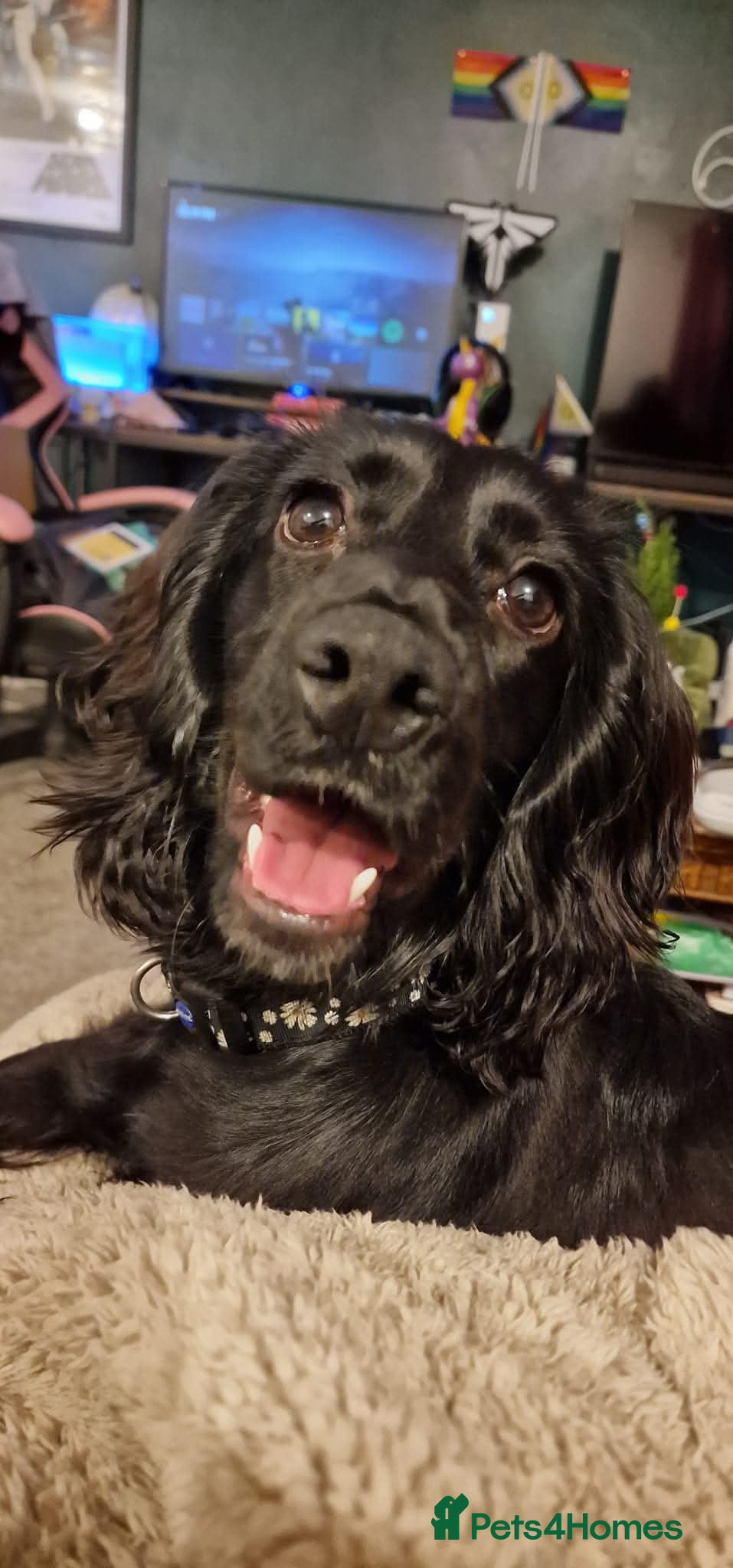 Cocker Spaniel dogs for sale: Will you give Bella the home she needs? - Advert 2