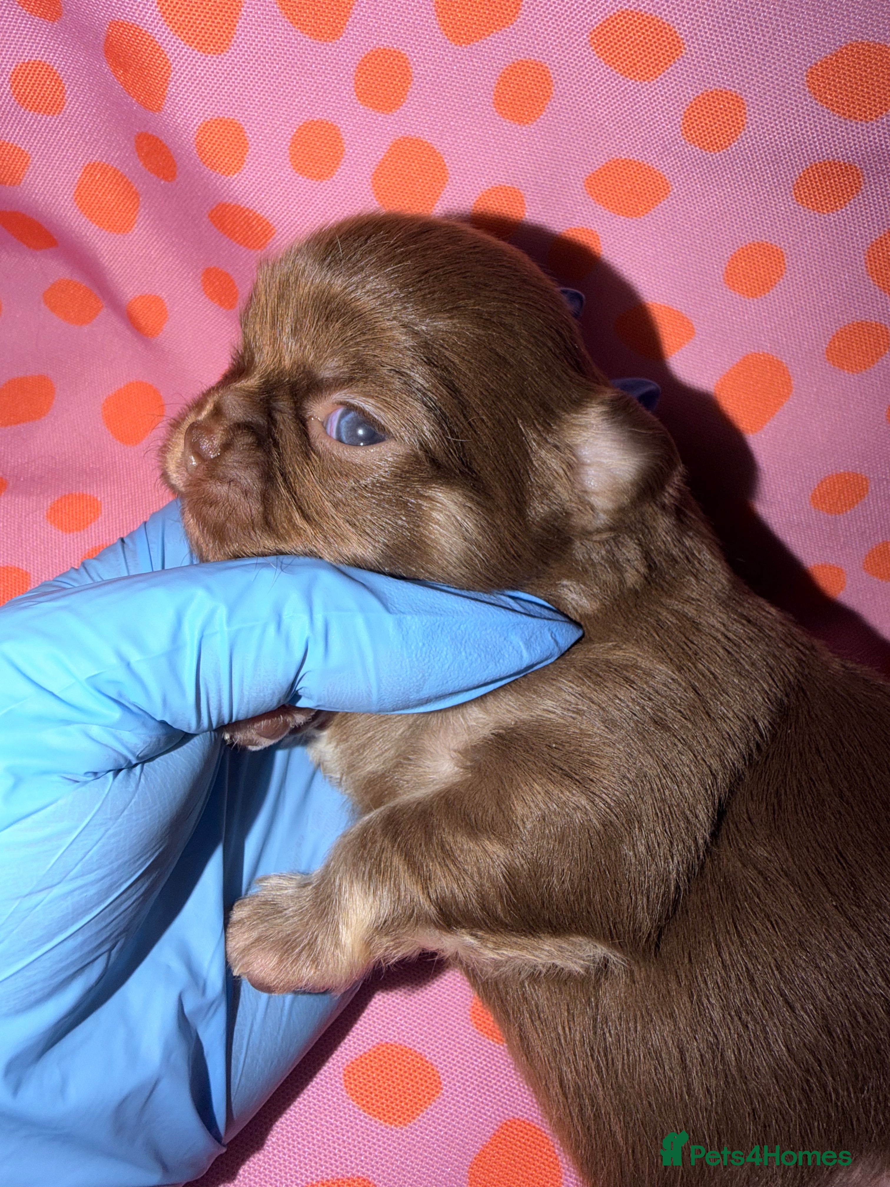 Chihuahua dogs Russian long coat chihuahua  - Advert 2