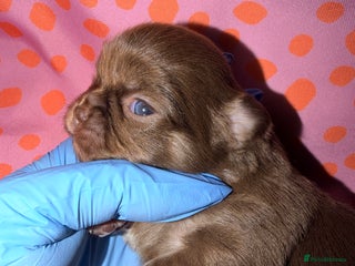 Chihuahua dogs Russian long coat chihuahua - Advert 2