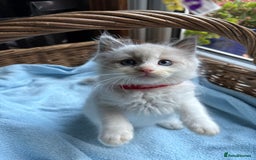 Ragdoll cats for sale: One gorgeous boy,  Luxury pedigree. - Image 9