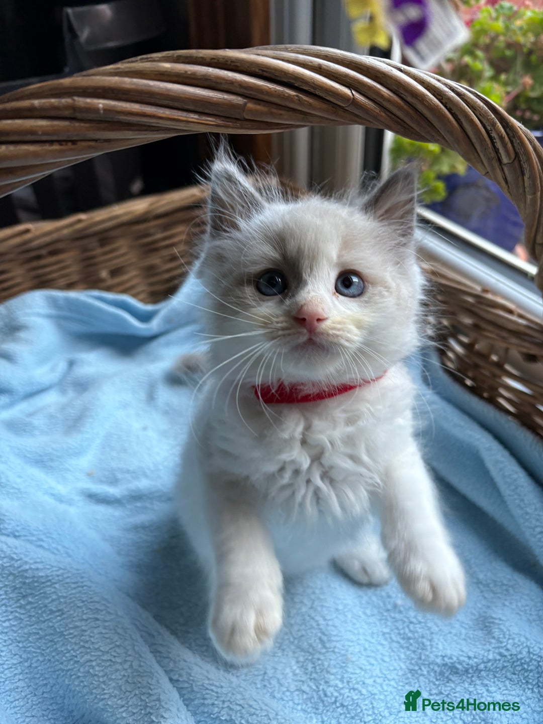 Ragdoll cats for sale: One gorgeous boy,  Luxury pedigree. - Image 9