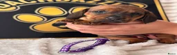 Dachshund dogs for sale: Stuning Kc registered dachshund puppies - Advert 18