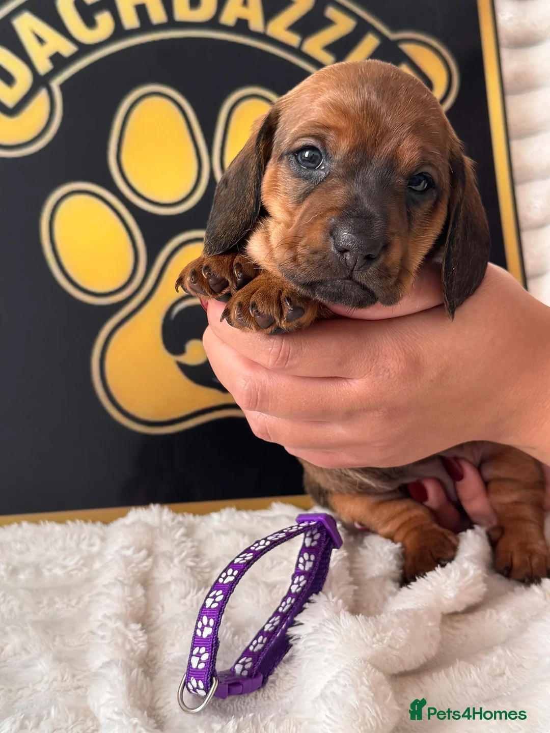 Dachshund dogs for sale: Stuning Kc registered dachshund puppies - Advert 18