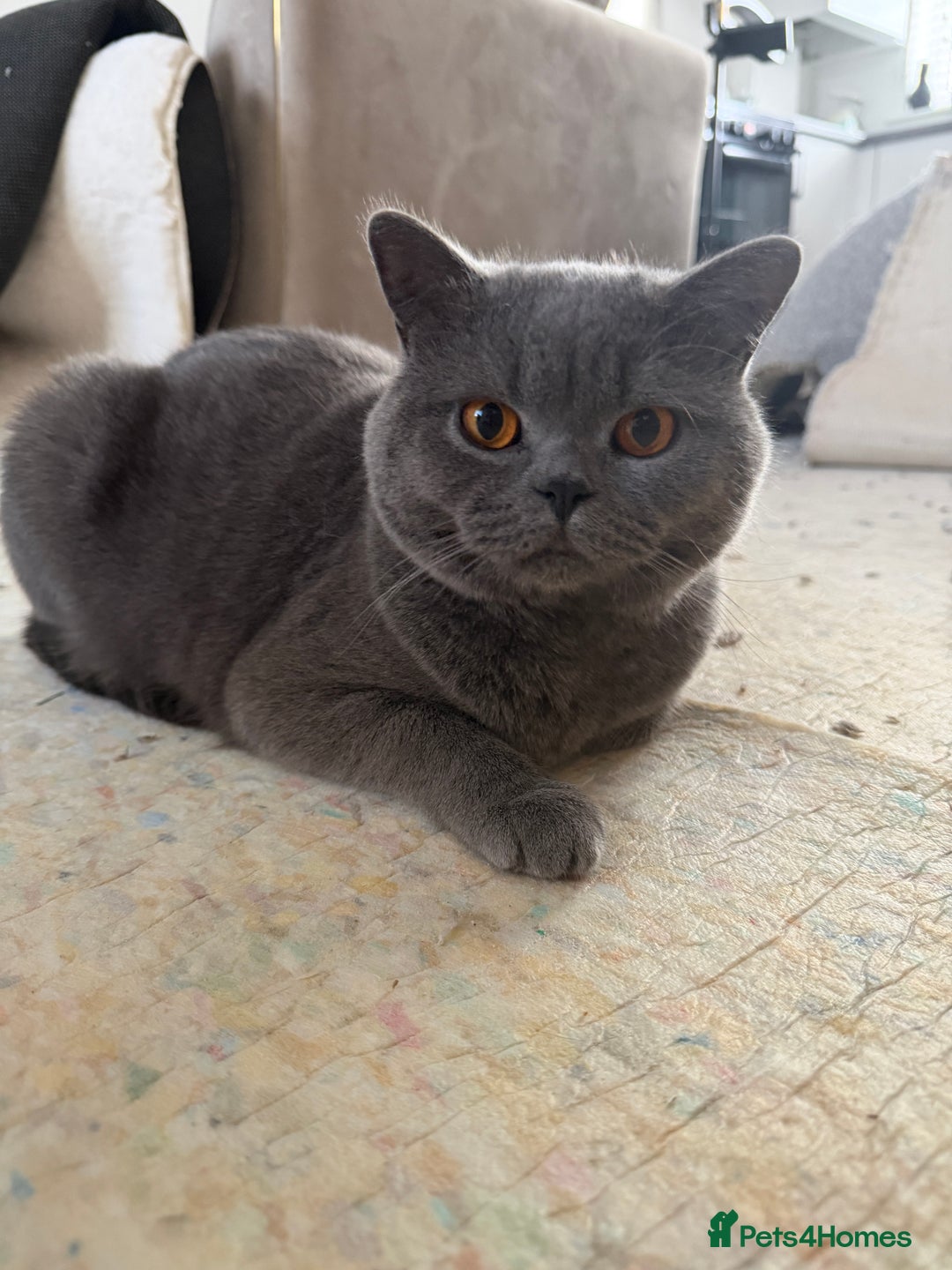 British Shorthair cats for sale: British Blue Shorthair cat - Advert 2
