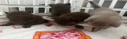 British Shorthair cats for sale: Chocolate/Lilac BSH and BLH Kittens - Advert 3