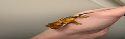 Gecko reptiles for sale: Baby crested geckos for sale - Advert 4