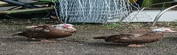 Waterfowl poultry for sale: Pair of Chocolate  and white Muscoveu ducks - Advert 1