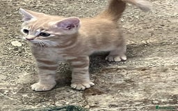 Mixed Breed cats for sale: Farm Reared Kittens x 4 - Image 3