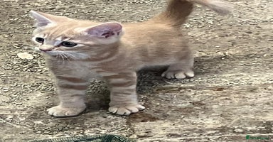 Mixed Breed cats - Advert 8