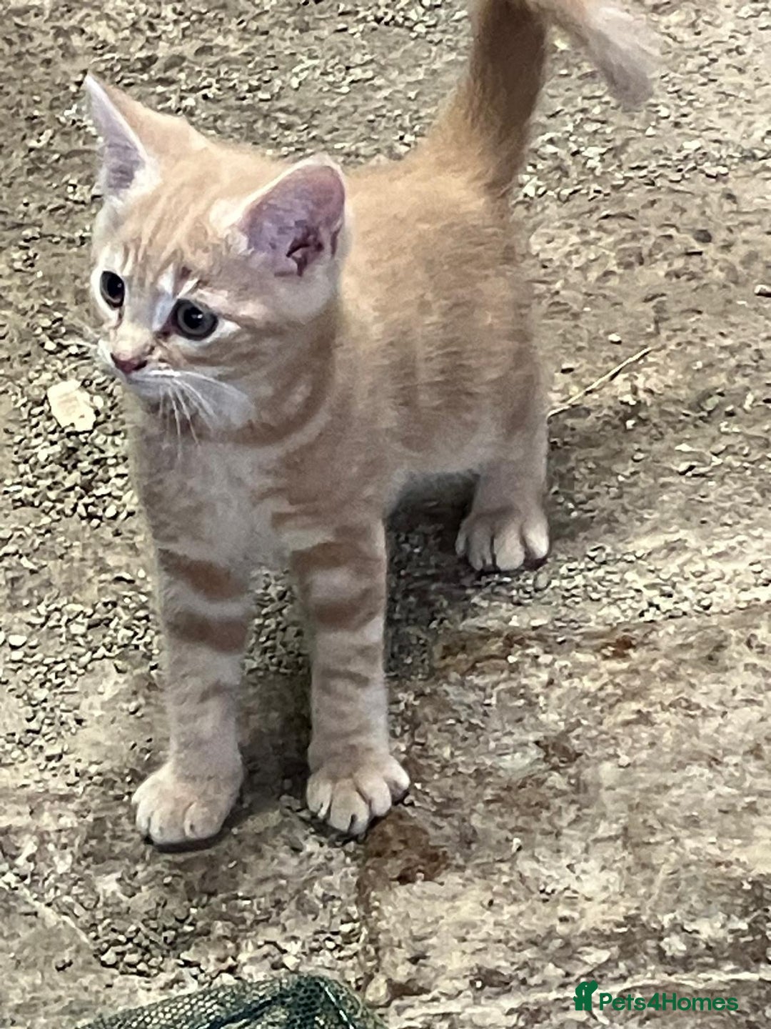 Mixed Breed cats for sale: Farm Reared Kittens x 4 - Image 3