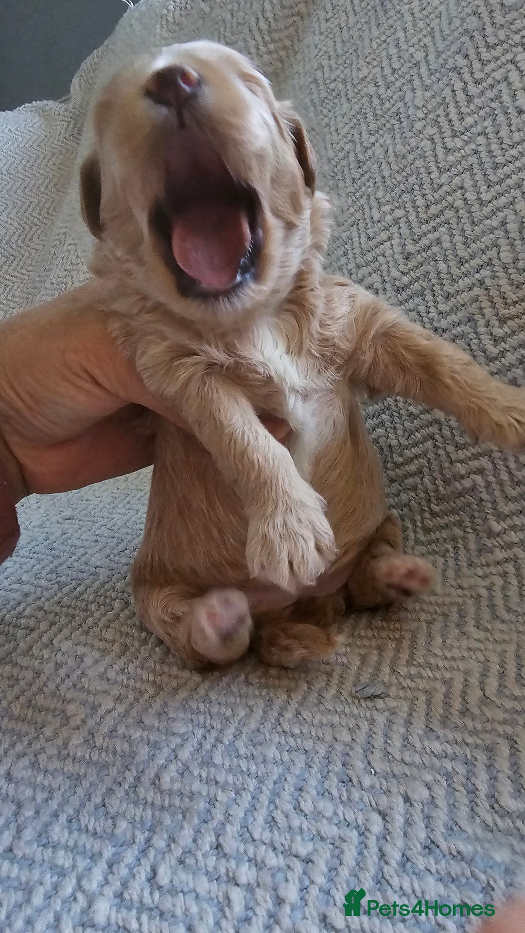 Maltipoo dogs for sale: Beautiful puppies  - Advert 6