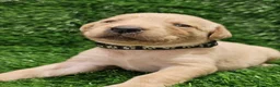 Labrador Retriever dogs for sale: Lovely Labrador puppy’s  in Taunton - Advert 13
