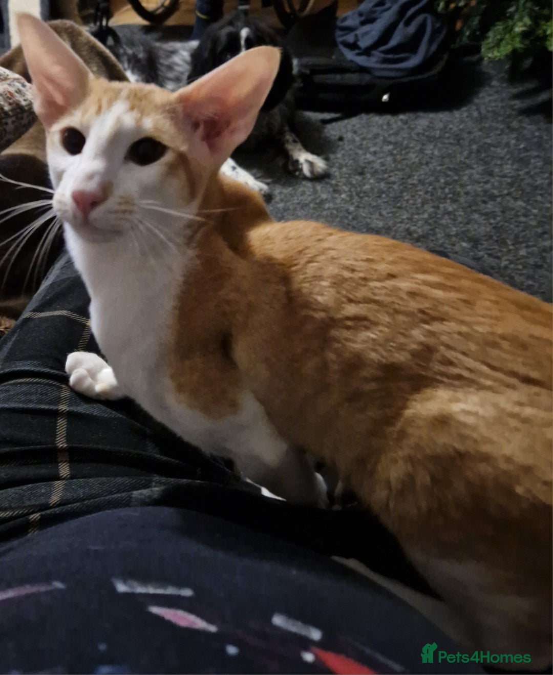 Oriental cats for sale: Red Oriental Bi Colour female for sale - Advert 3