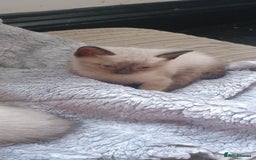 Ragdoll cats for sale: 3 quarters RAGDOLL KITTENS FOR SALE £150 - Image 8