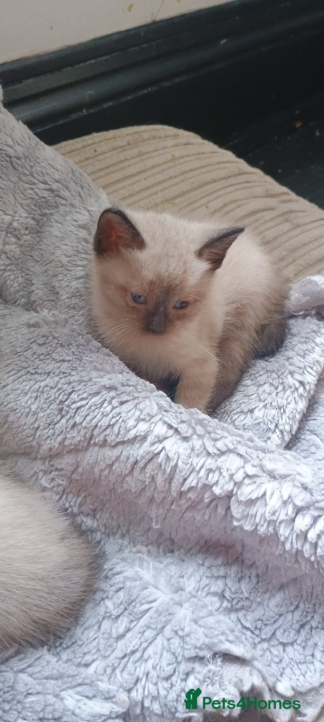 Ragdoll cats for sale: 3 quarters RAGDOLL KITTENS FOR SALE £150 - Image 8