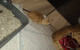 Mixed Breed cats for sale: 2 beautiful girl kittens - Image 4