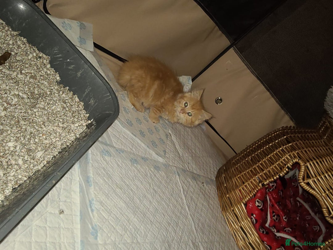 Mixed Breed cats for sale: 2 beautiful girl kittens - Image 4