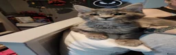 Maine Coon cats for sale: Pure bred Maine Coon kittens - Advert 3