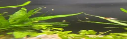 Live Bearers fish for sale: Guppy and Guppy x Endlers in Evesham - Advert 1