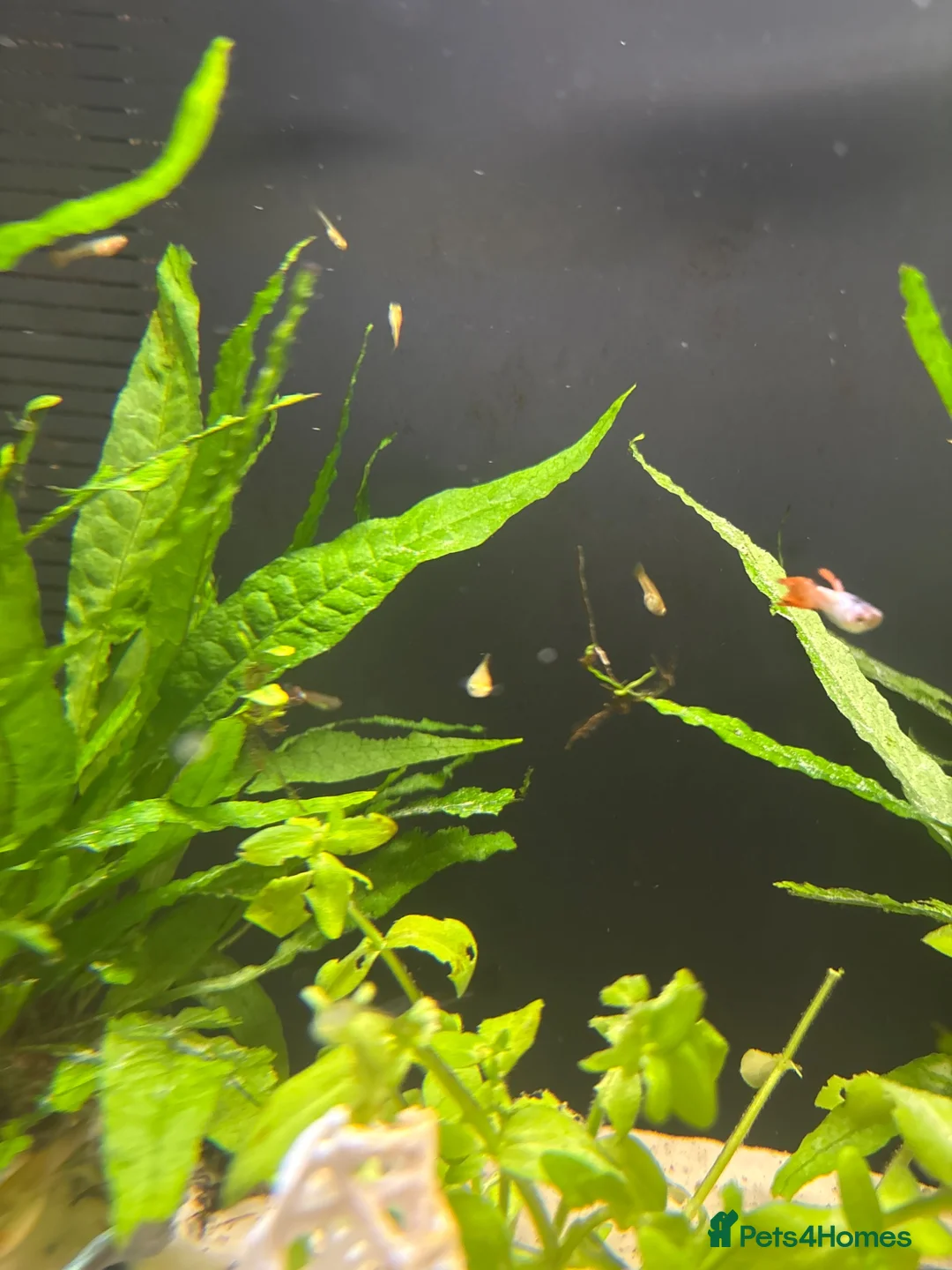 Live Bearers fish for sale: Guppy and Guppy x Endlers in Evesham - Advert 1