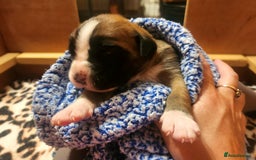 Boxer dogs for sale: 🌟KC REG BOBTAIL BOXER PUPS🌟 - Image 14