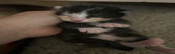 Mixed Breed cats for sale: 5 Mixed Bengal Kittens  in Bristol - Advert 5