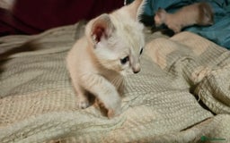 Bengal cats for sale: Cuddly charity donation pay monthly - Image 5