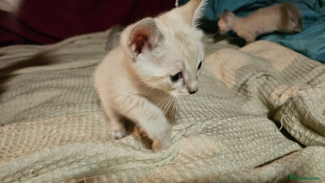 Bengal cats for sale: Cuddly charity donation pay monthly - Image 5