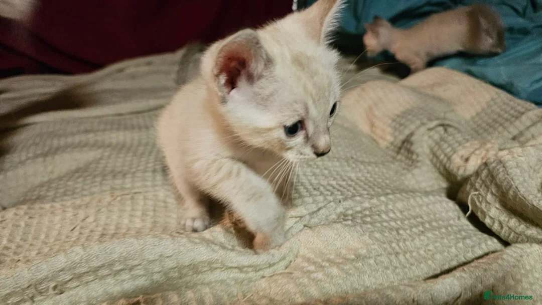 Bengal cats for sale: Guaranteed to be Cuddly *ready now*  - Advert 13