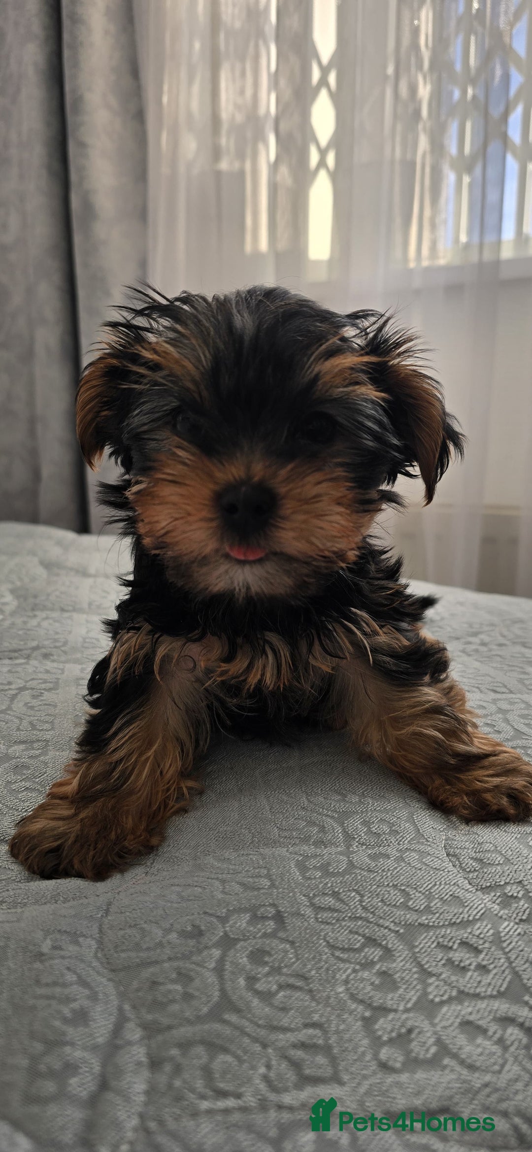 Yorkshire Terrier dogs for sale: Adorable Yorkie Puppies Ready 4 Their Forever Home - Advert 6
