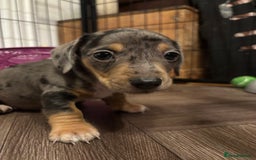 Miniature Dachshund dogs for sale: Miniature Dachshund puppies for sale - Image 1